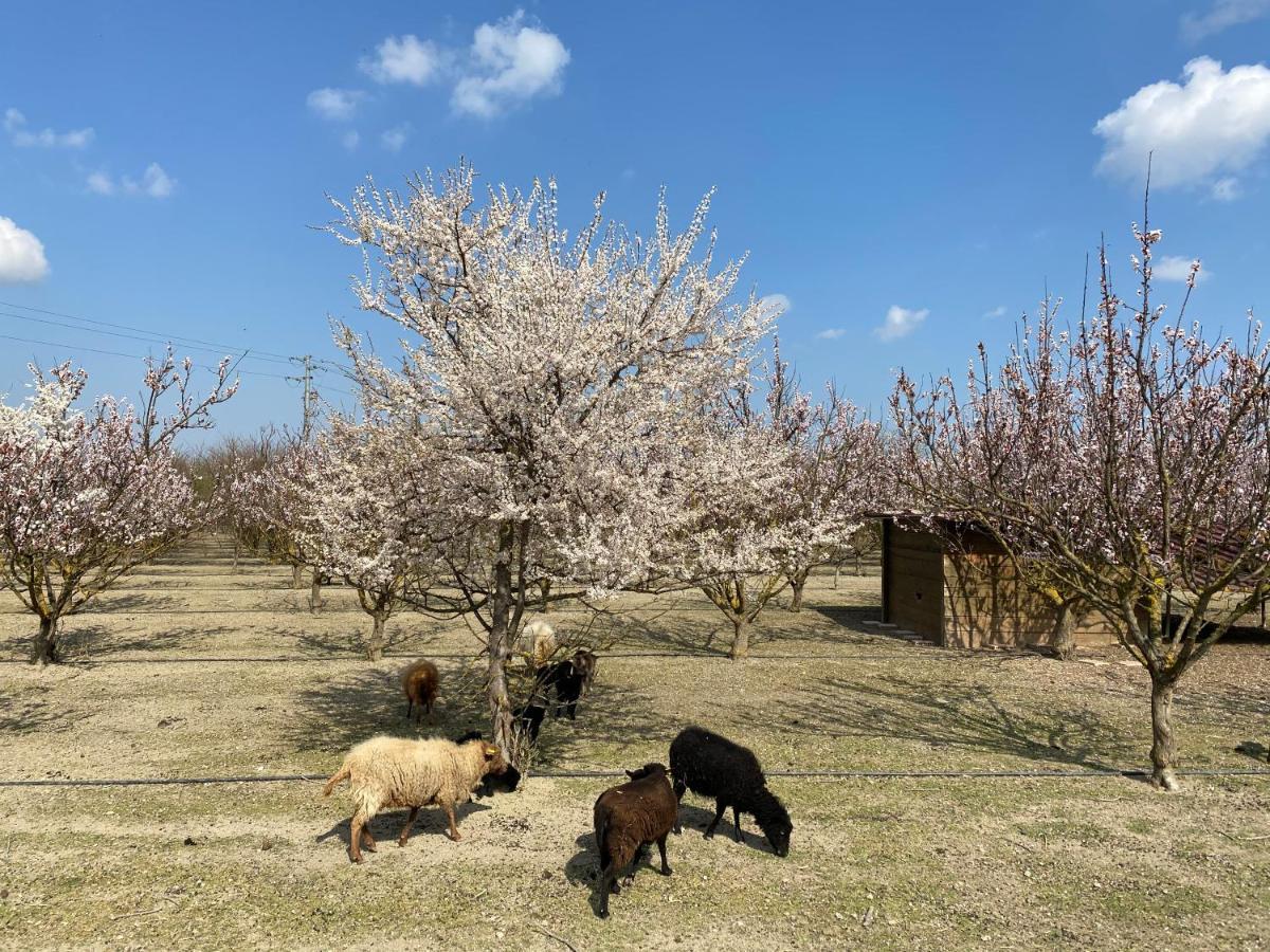 Agriturismo San Michele San Michele  エクステリア 写真